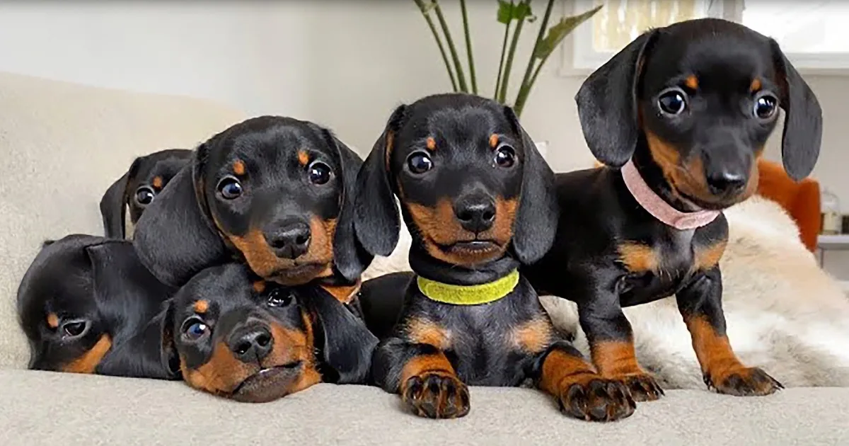 Dogs