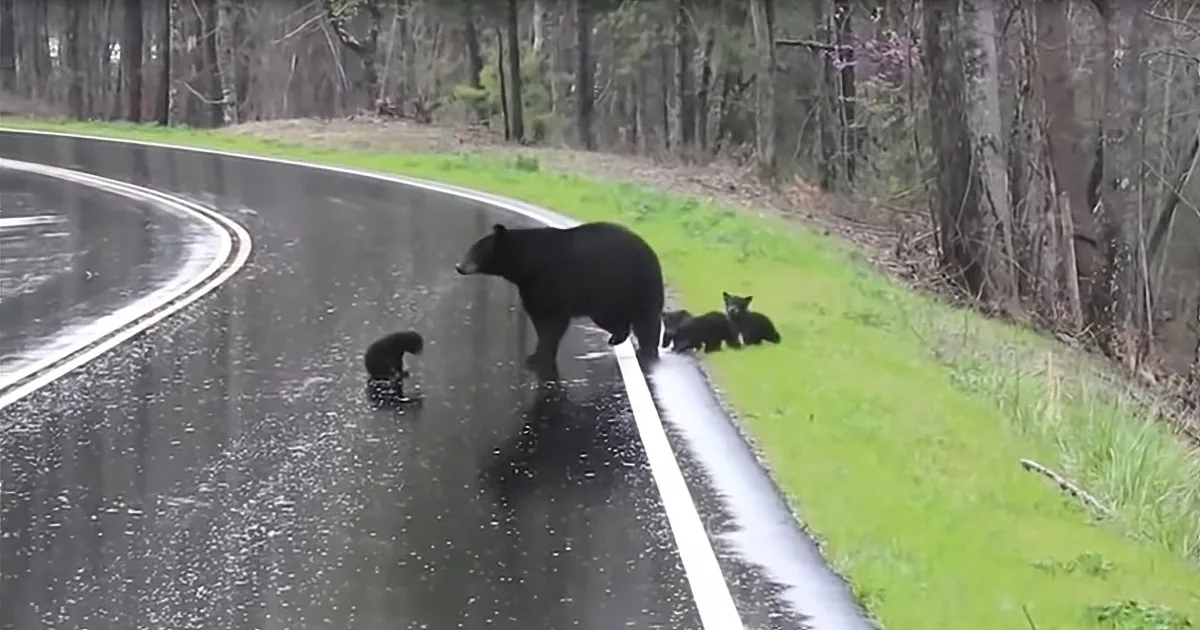 A mother bear and her cubs walk along a wet road near a forested area.