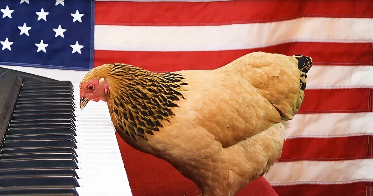 Star-Spangled Banner Gets Hilarious New Rendition From Patriotic Chicken