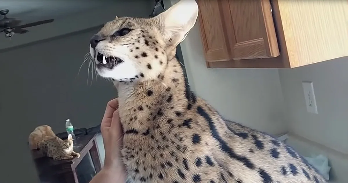 Internet Falls in Love With Big Cat That Can Speak Like a Parrot