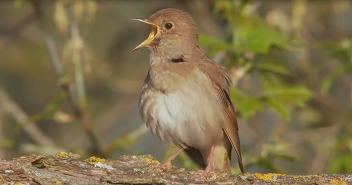 Listen to the Soothing Sounds of Nightingale Singing Sweetly