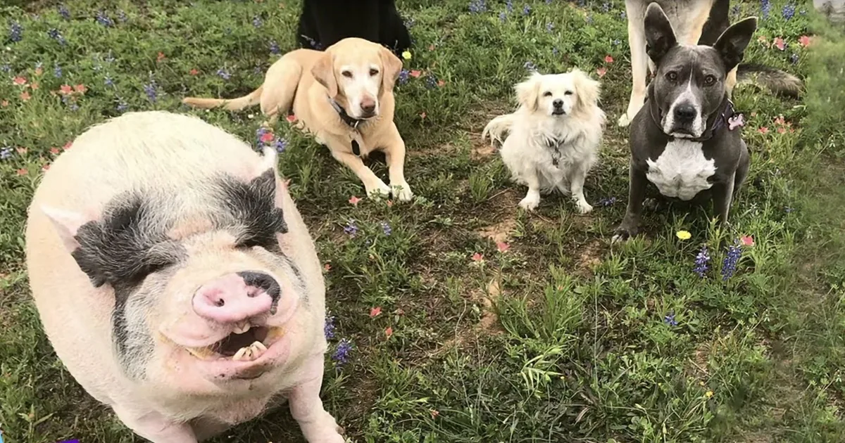 Hilarious Pig Learns How to Photobomb His 5 Siblings