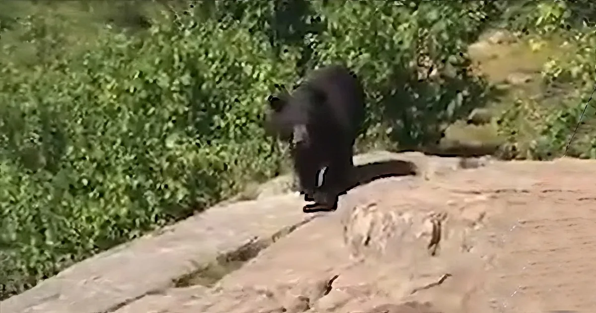 Hikers Get Surprised by Massive Black Bear