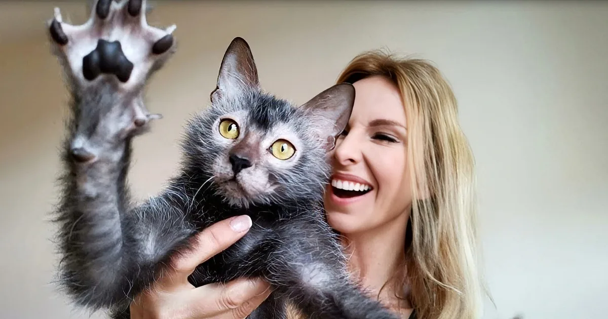 Rare Cat Breed's Appearance Leaves Viewers Shocked