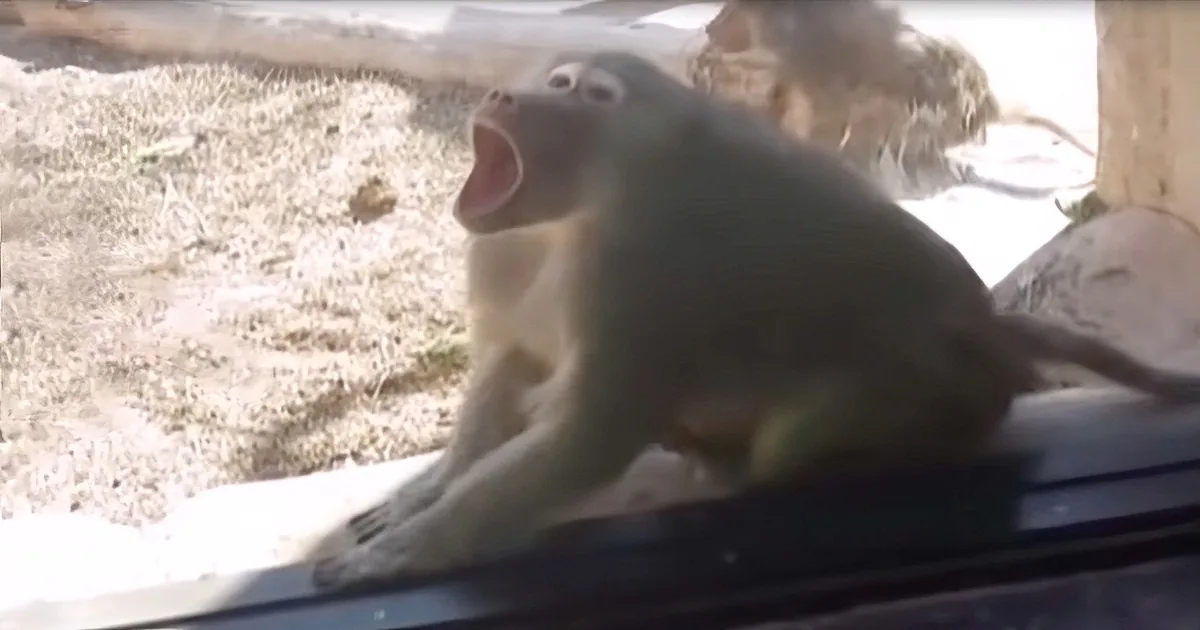 Monkeys Shocked by Zoo Visitors Magic Tricks