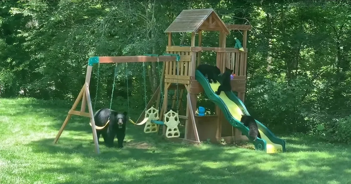 Bears Spend the Day Playing on North Carolina Resident's Playground Equipment
