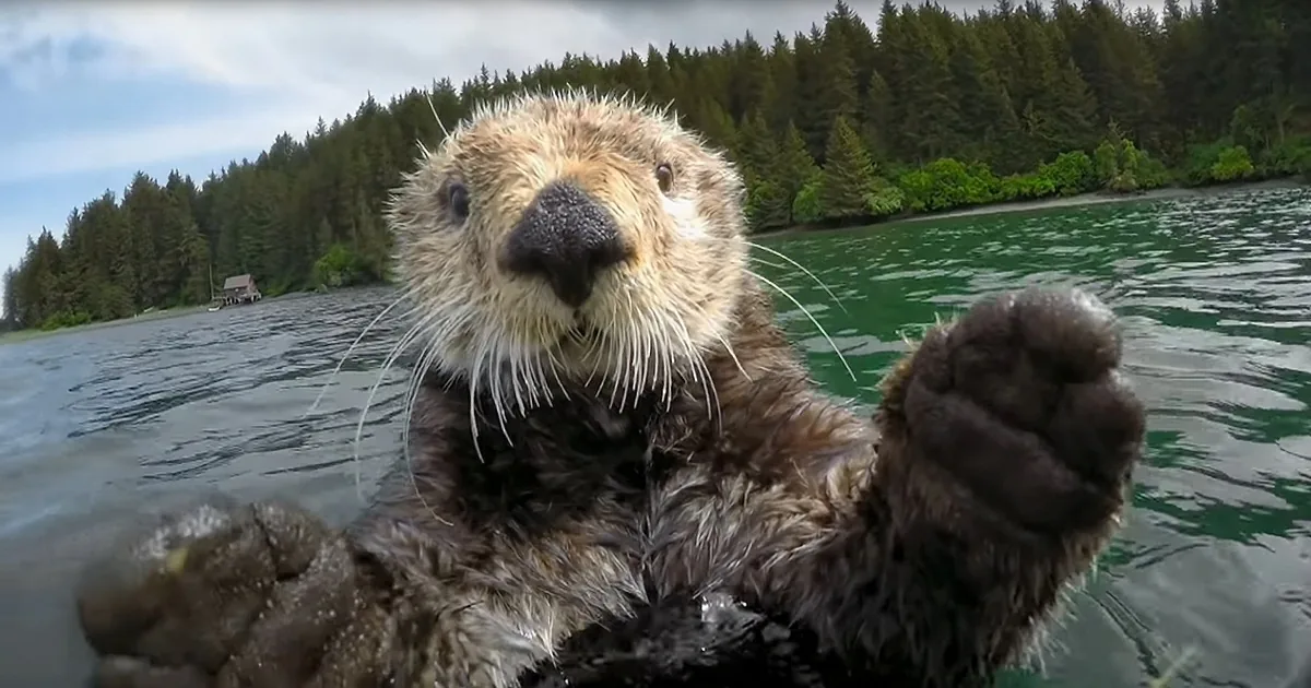 Decoy Sea Otter Catches Adorable Antics on Camera