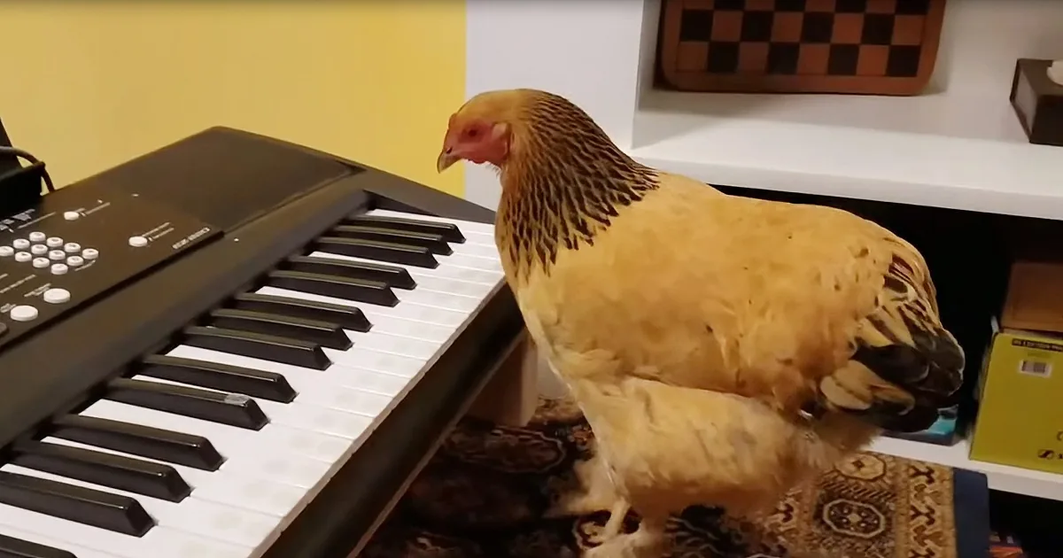 Patriotic Poultry: Chicken Plays 'America the Beautiful' on a Keyboard
