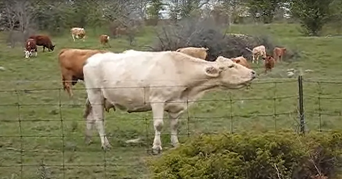 Adorable Cows Can't Stop Mooing 'Hello' to Lady