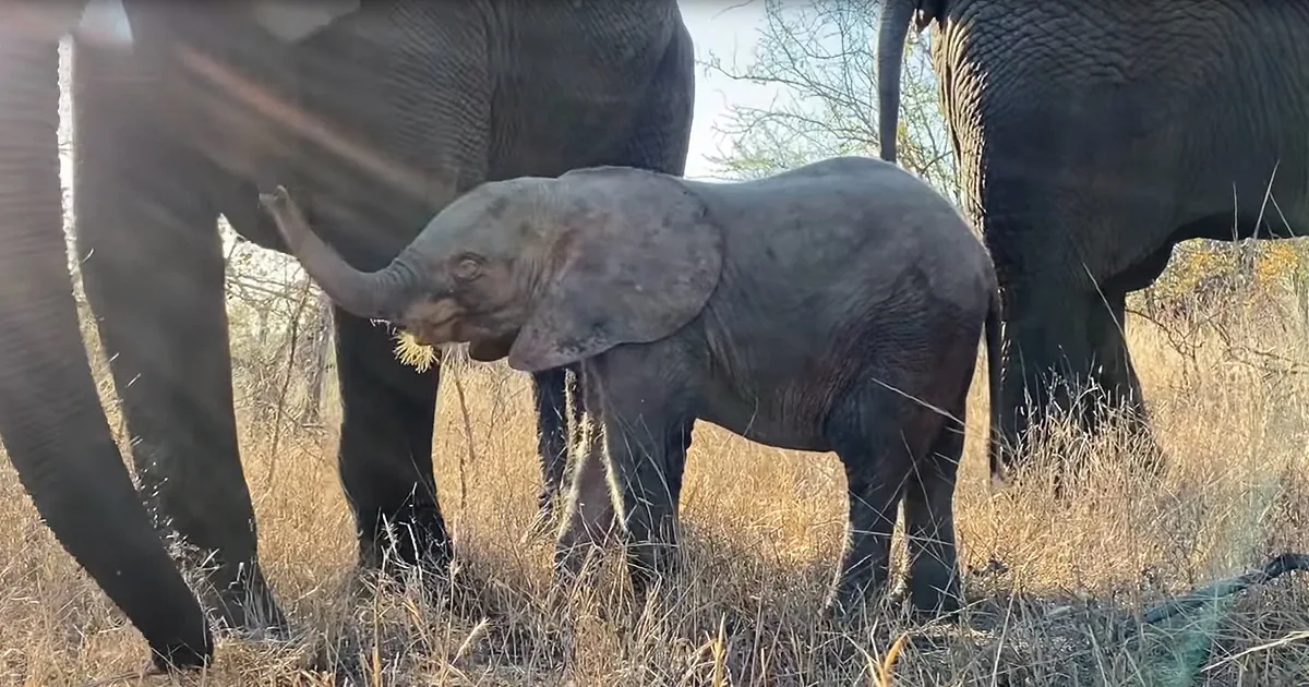 Delightful Little Orphaned Elephant Is Thriving Within Her New Herd