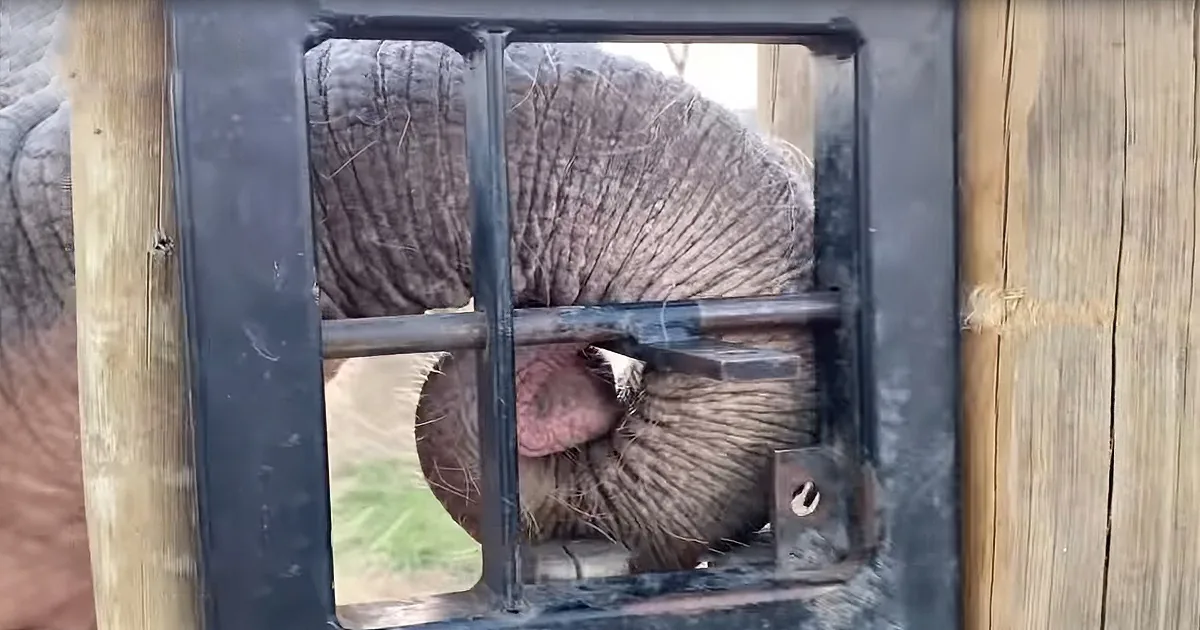 Impatient Baby Elephant Opens Gate by Herself to Go Visit Adopted Herd