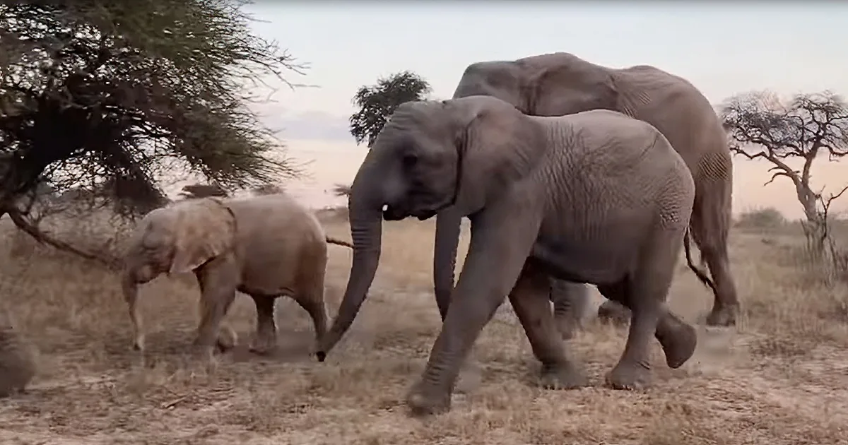 Enthusiastic Baby Elephant Spends the Day With Adopted New Herd