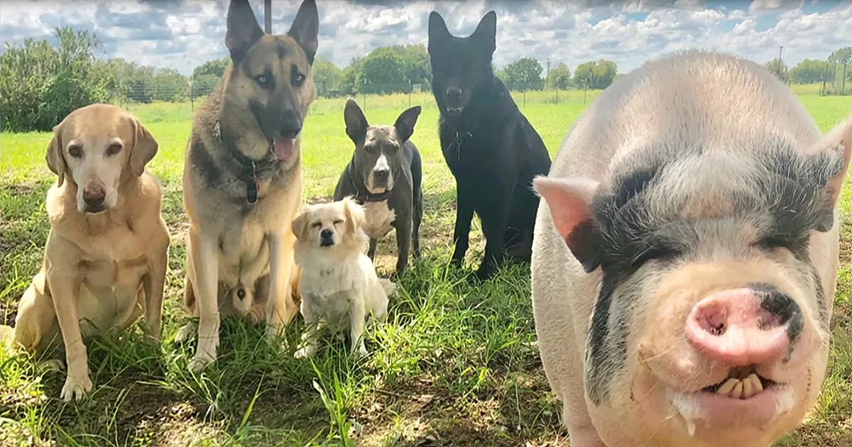 Family's Silly Pig Photobombs Dog Siblings Adorable Photos