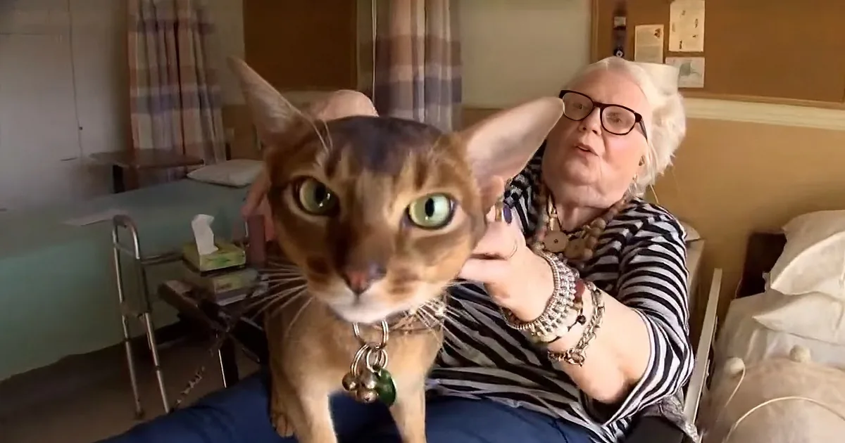 Meet Abner the Rockstar Therapy Cat Changing Lives at Retirement Home