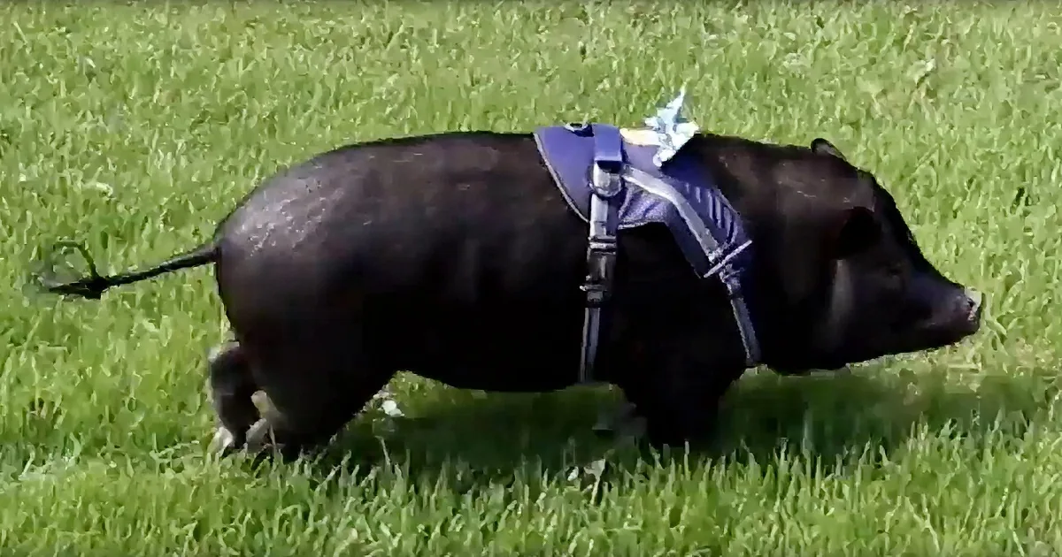 A black pig wearing a blue harness walks on a grassy field.