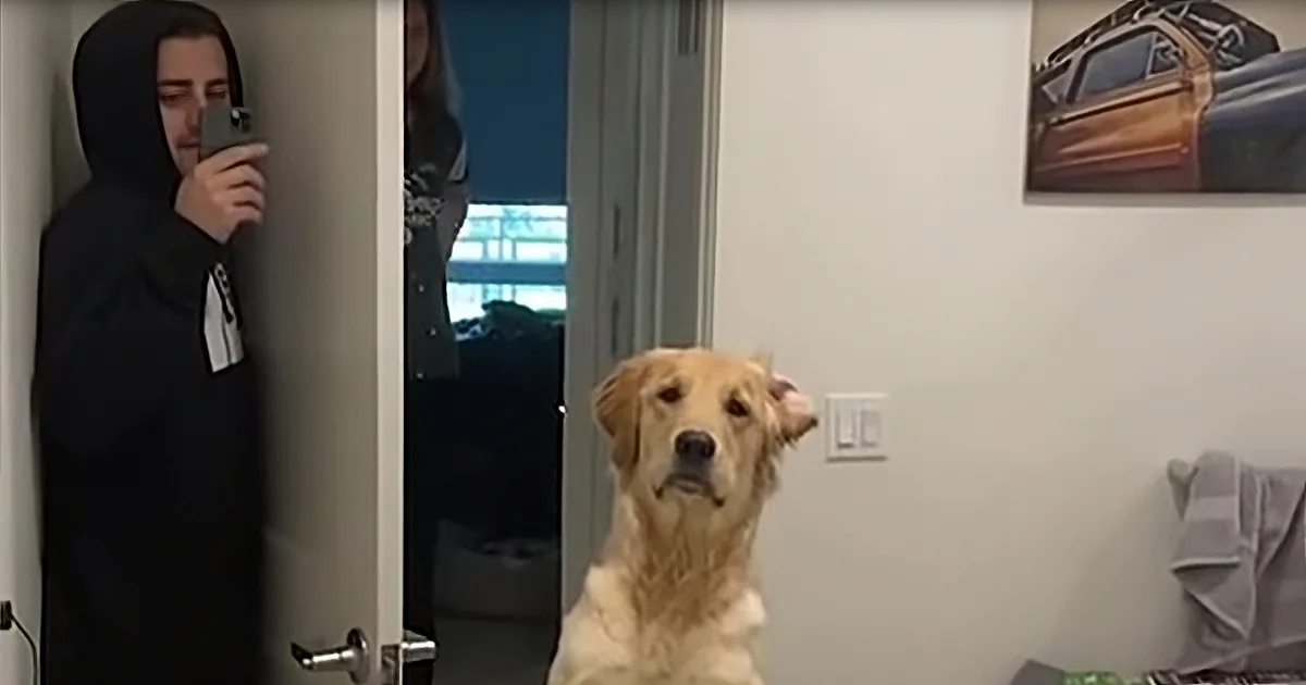 Clever Golden Retriever Confounded by Owner's Reflection During Hide and Seek
