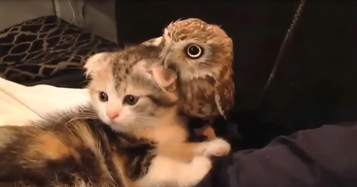 Owl and Kitten Duo Charm Coffee Shop Customers With Constant Cuddling and Playing