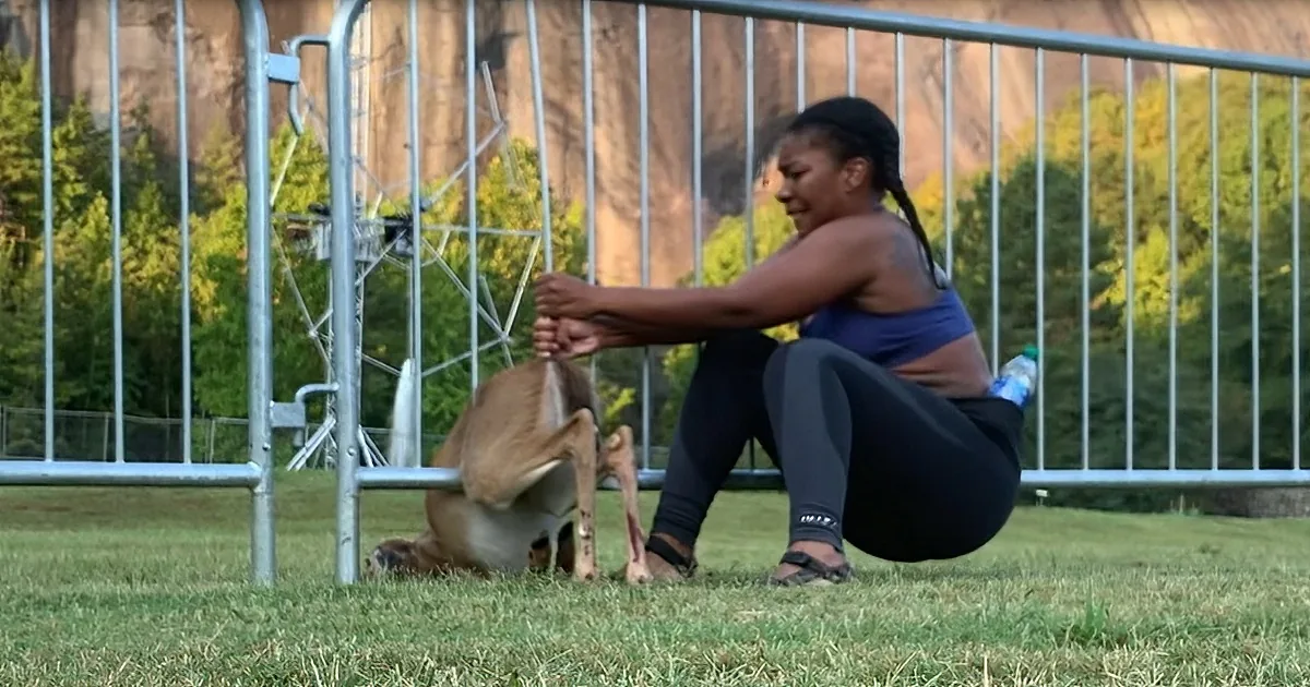 Heroic Woman Busts out Trapped Baby Deer From Two Different Fences