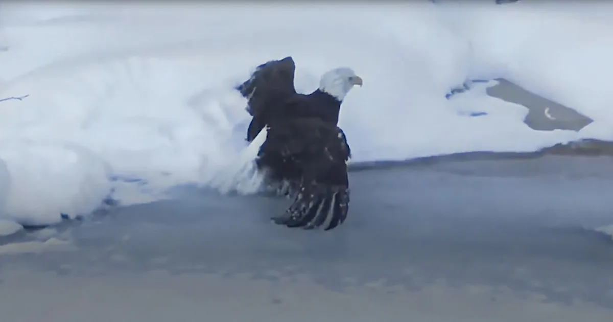 Majestic Bald Eagle Trapped by Ball of Ice Bravely Freed by Rescuers