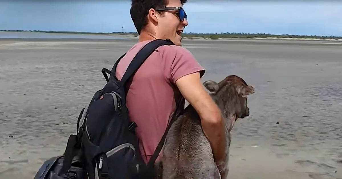Selfless Men Give Abandoned Baby Cow Second Chance at Life