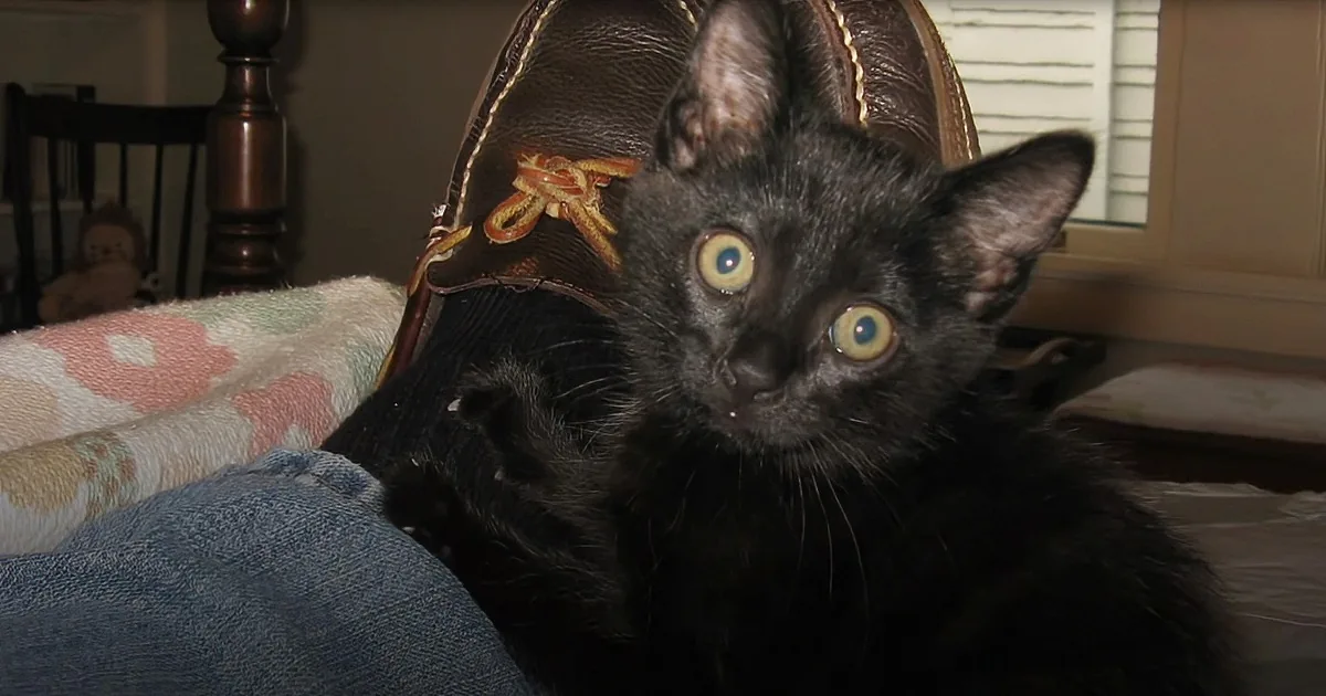 Curious Cat Has Peculiar Reaction to Wood Floors