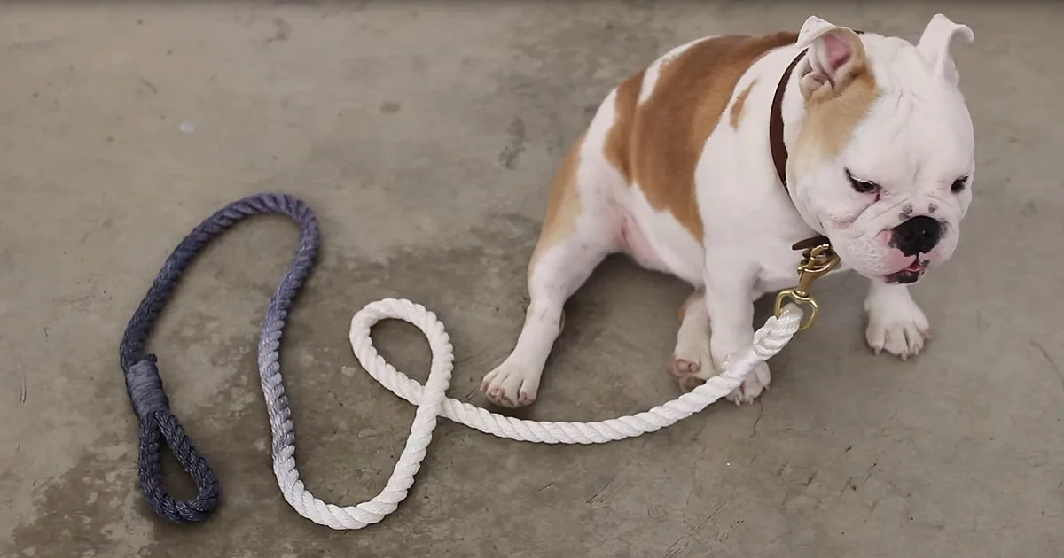 A bulldog with a white and brown coat is lying on the ground, looking up, with a rope leash attached to its collar.