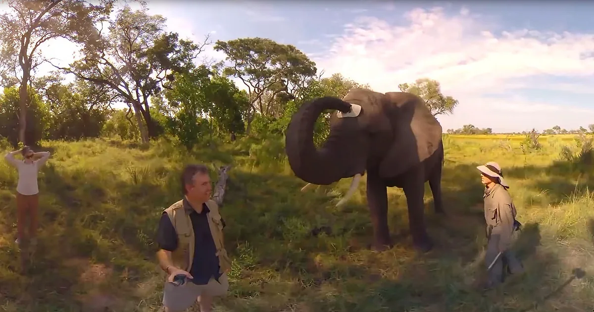 Fashionista Elephant Steals Tour Guide's Hat and Tries It on for Size