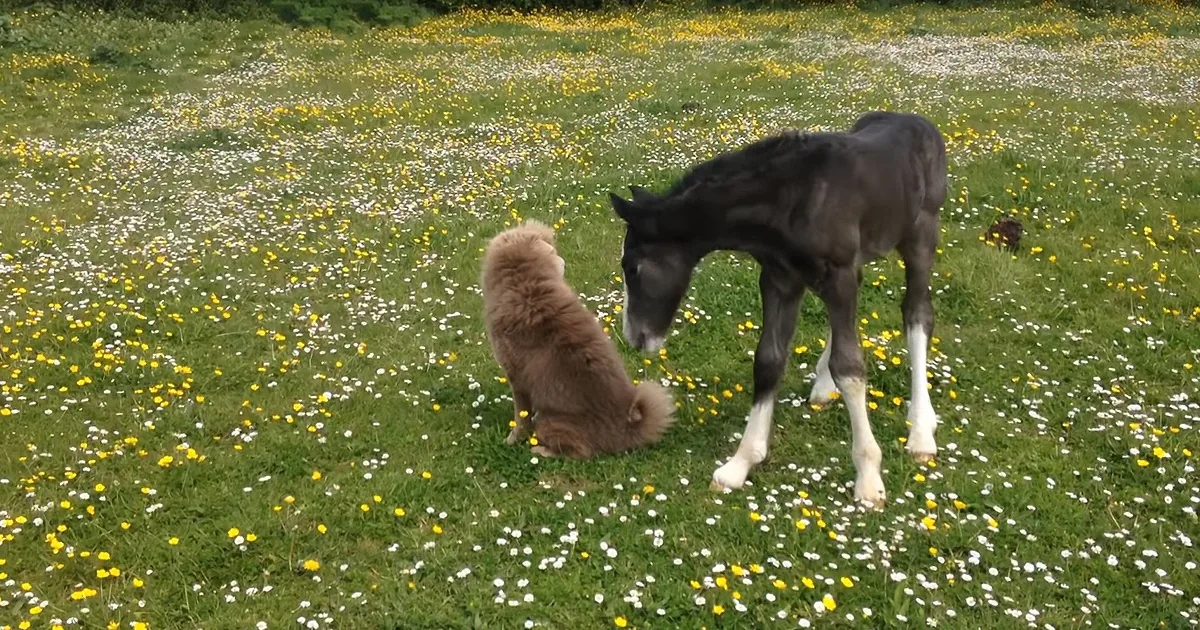 Shar-Pei and Newborn Foal Horsing Around in Pasture Form Fast Friendship