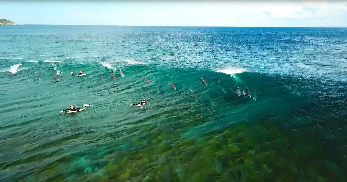 Surfers paddle out as dolphins swim nearby in clear turquoise ocean waters.