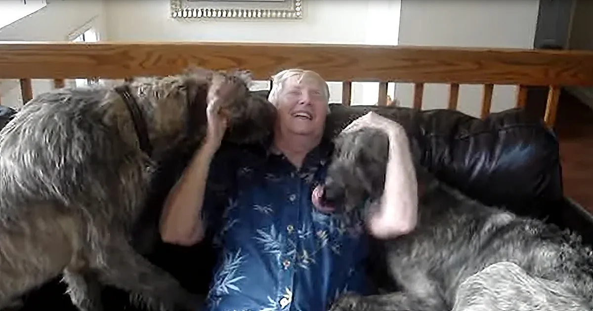 Irish Wolfhound Brother and Sister Love Giving Kisses to Grandma With Alzheimer's