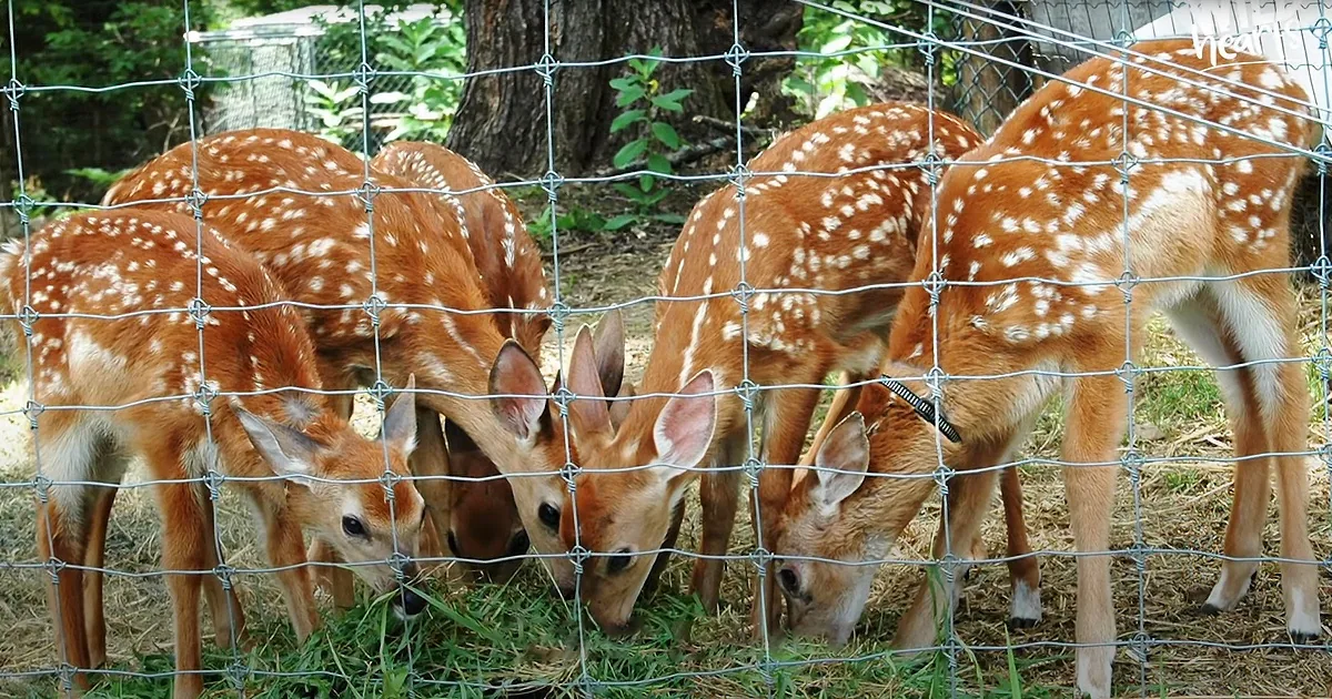 Four fawns with white spots on brown fur are eating grass behind a wire fence.