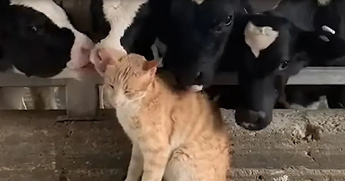 Delighted Farm Cat Gets Groomed by Adoring Cows