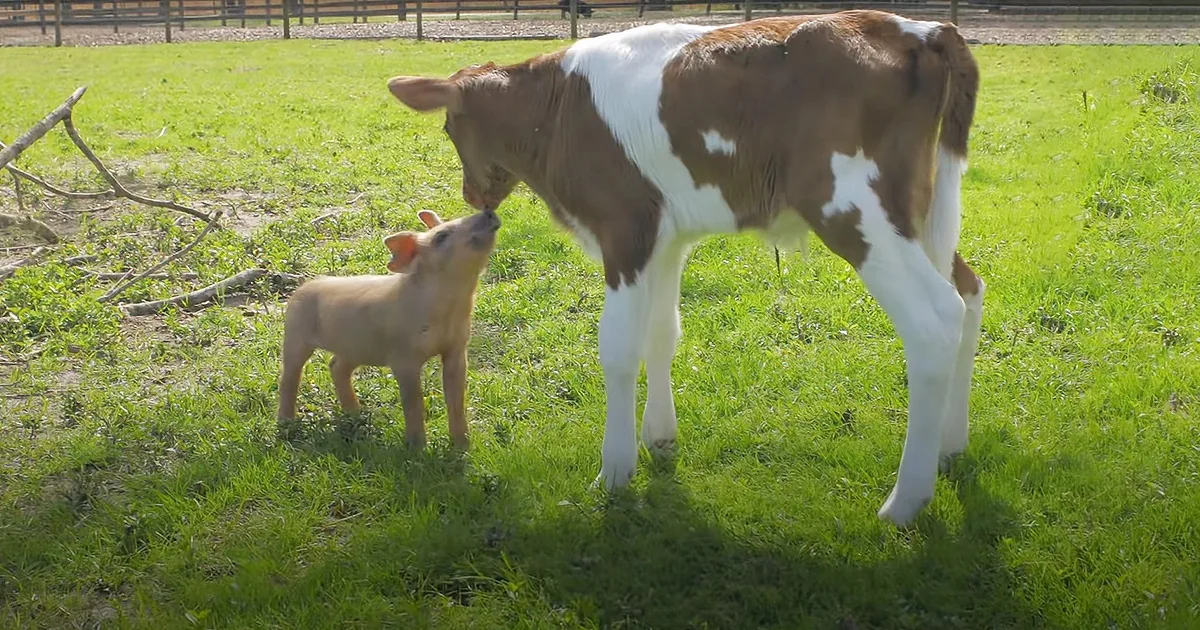 Orphaned Piglet and Baby Cow Become Inseparable Best Friends