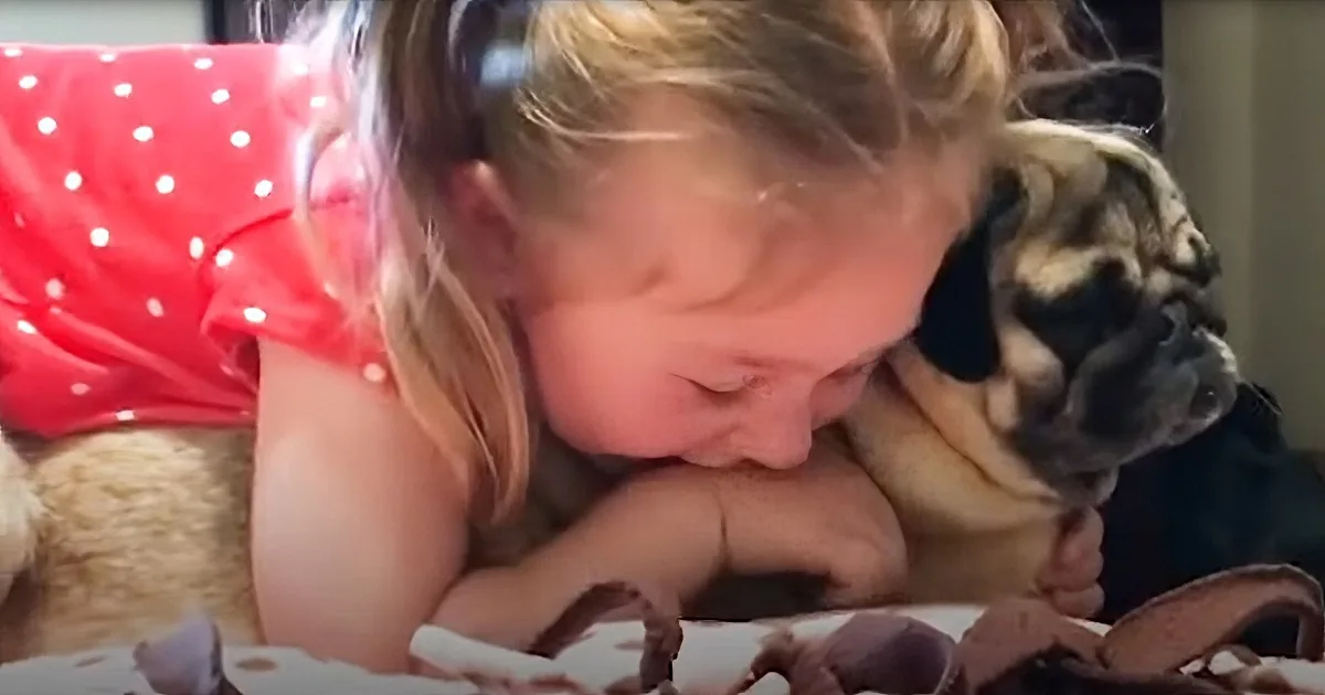 Chatty 4-Year-Old Melts Hearts With Her Precious Pugs