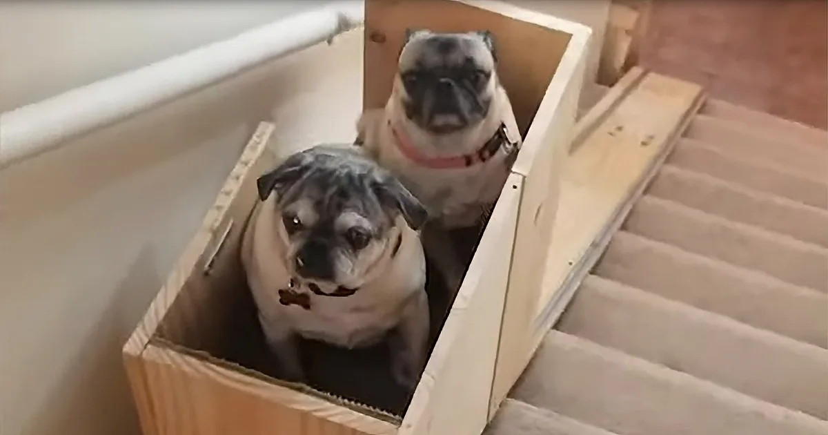 Darling Elderly Pugs Use Diy Stairlift Created by Occupational Therapist