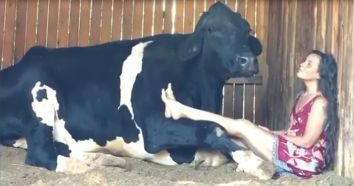 Woman in a Barn Performs Moo-Ving Duet With Her Talented Cow
