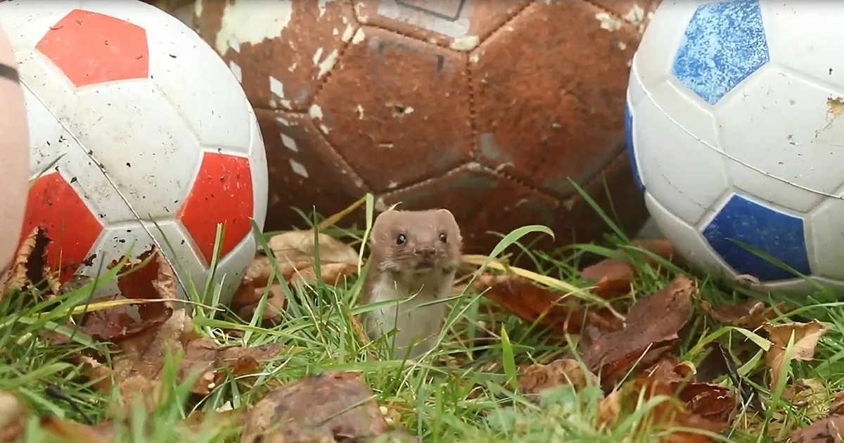 A small, curious animal stands amidst autumn leaves and soccer balls on grass.