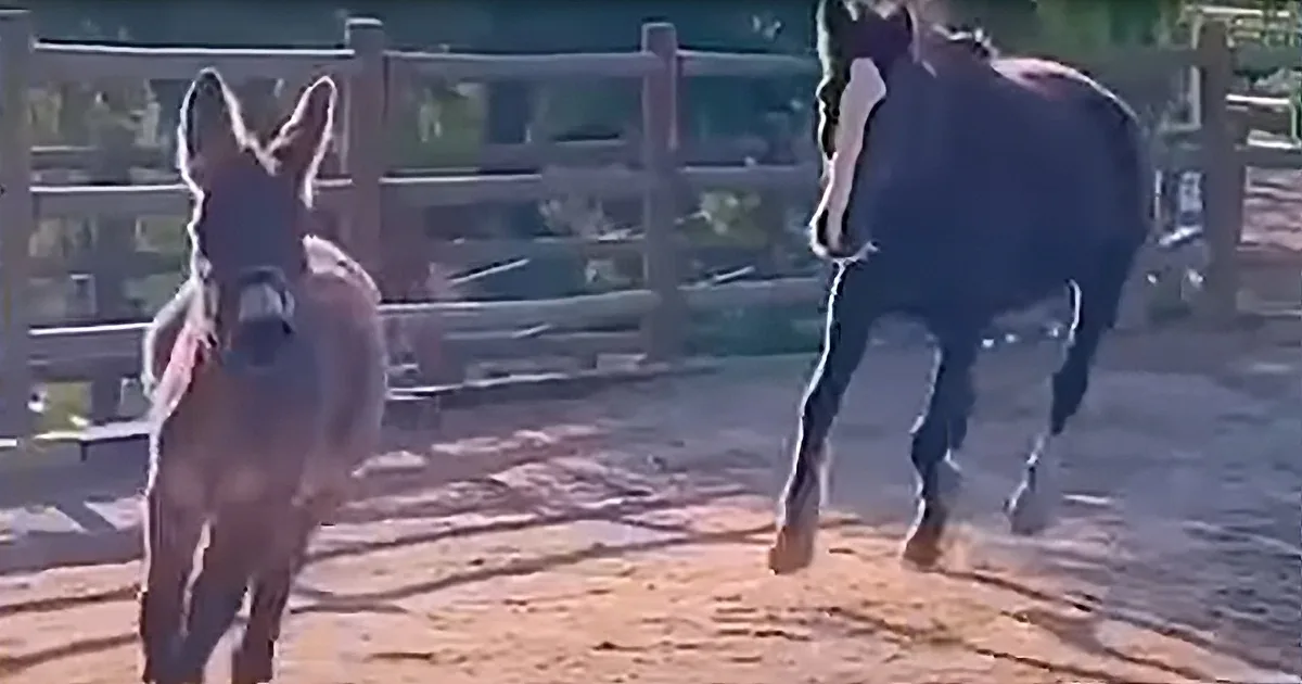 Abandoned by Mom, Wild Horse and Donkey Become 'Best Friend Forever'