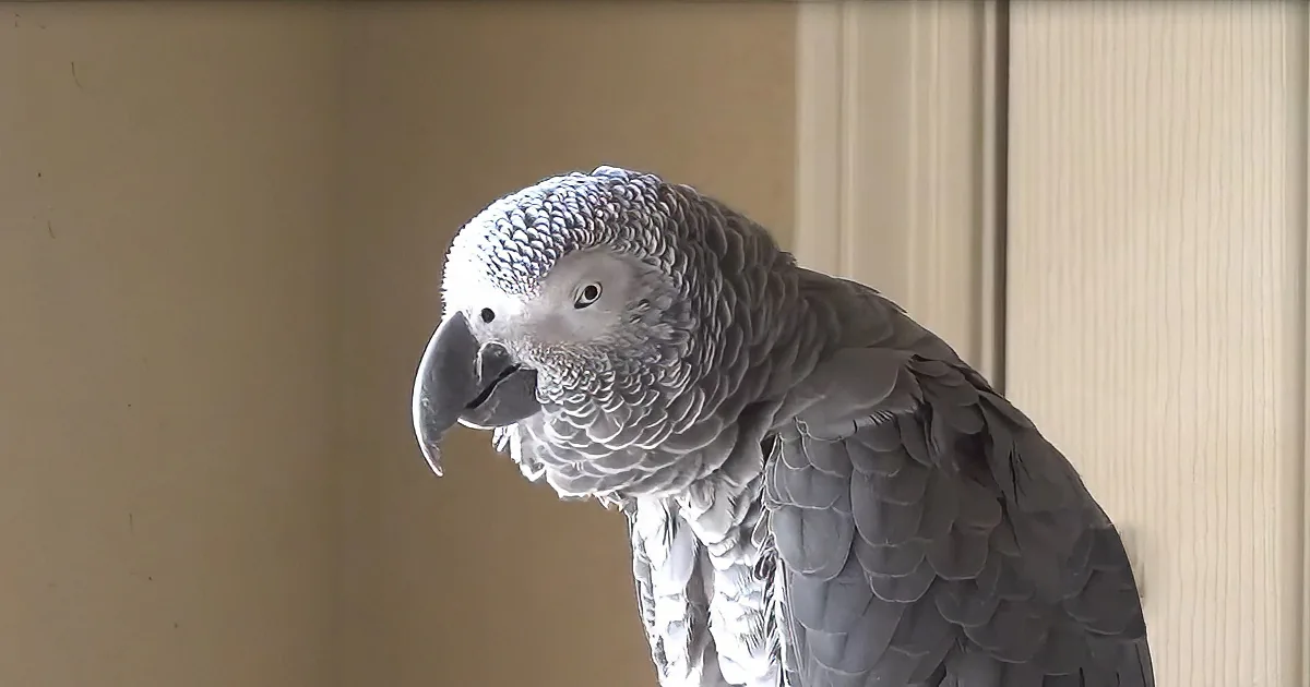 Enigmatic Grey Parrot Talks in Peculiar Numbered Code