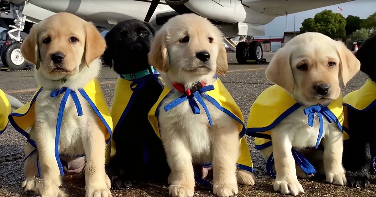 Precious Service Dog Puppies Take Exciting Plane Ride to Forever Homes