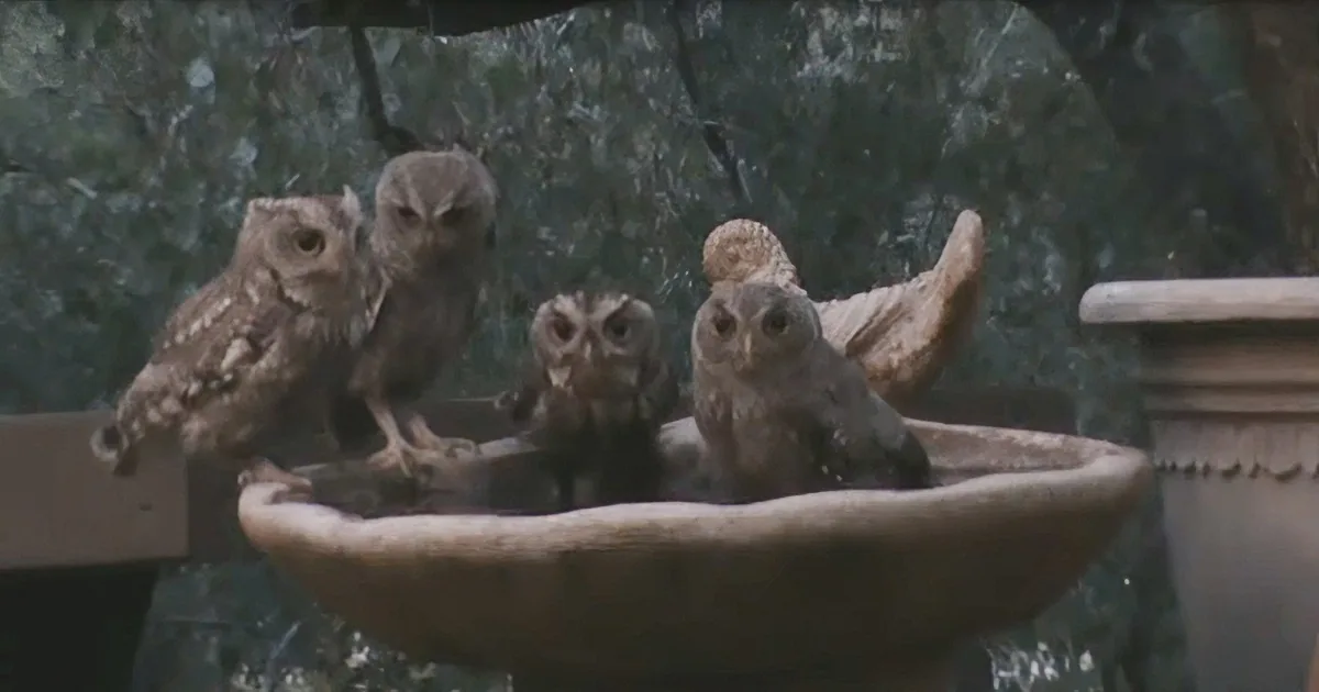 Sweet Family of Screech Owls Enjoys a Moment of Serenity in a Backyard Birdbath