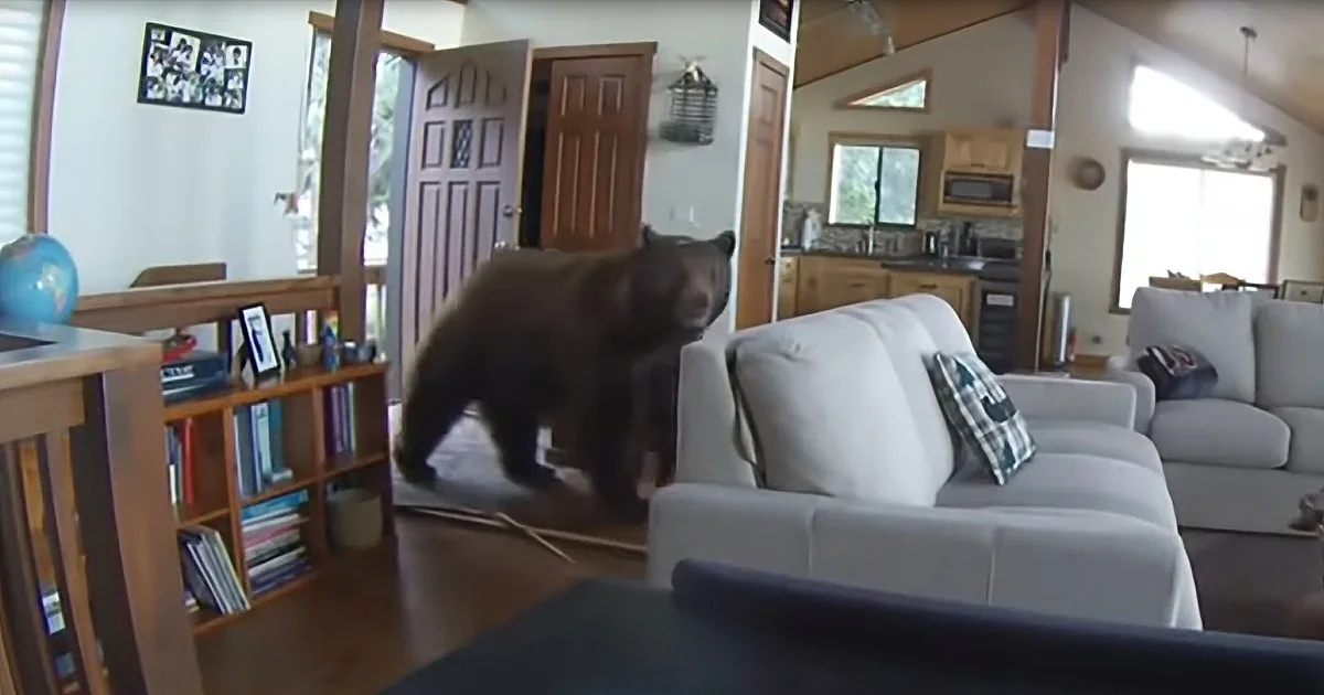 Massive Bear Bulldozes His Way Into Cabin and Scares Himself