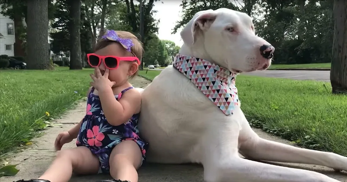 Abandoned by Her Old Owner, Blind-Deaf Great Dane Finds Hero in Toddler