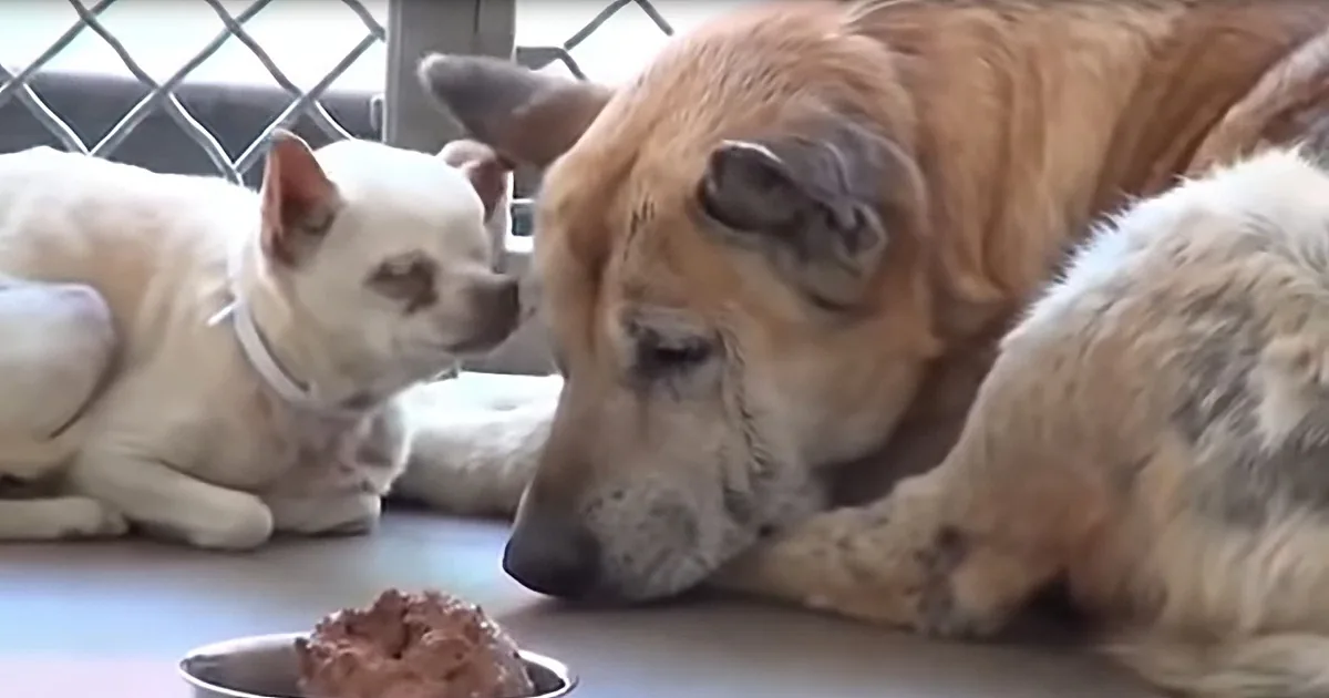 A dog is eating from a bowl while another dog watches nearby.