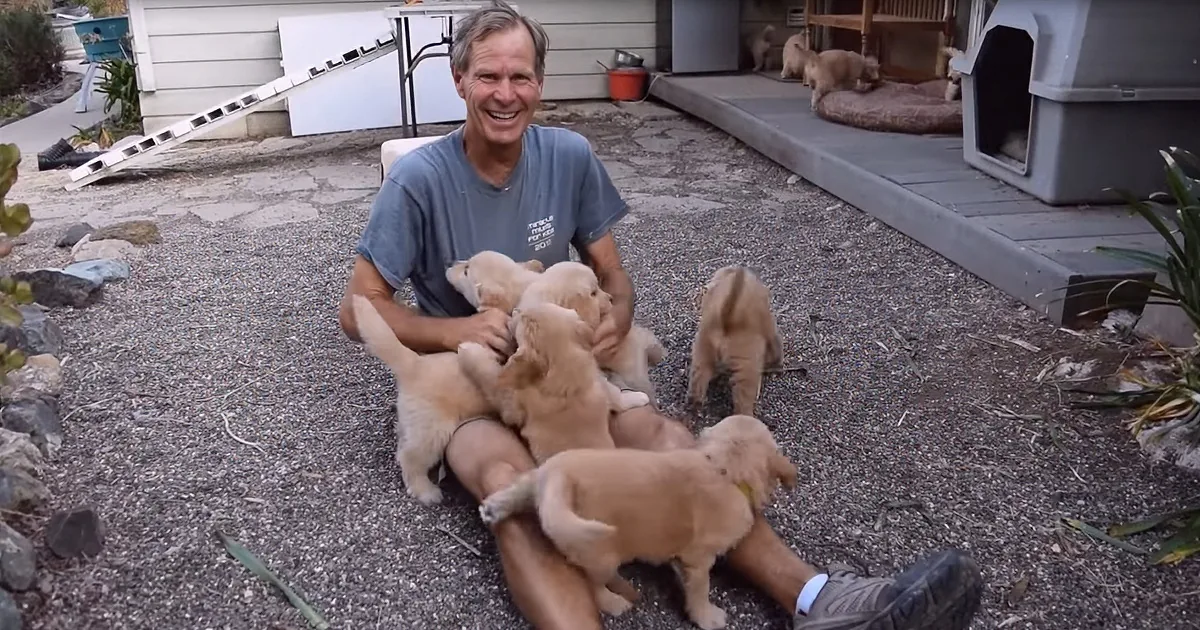 Golden Retriever Puppy 'Attack' Leaves California Man Breathless From Laughing so Hard
