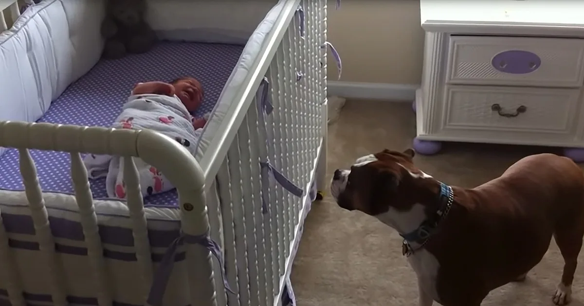 Boxer Hears Newborn's Cry for the First Time and Immediately Comes to the Rescue