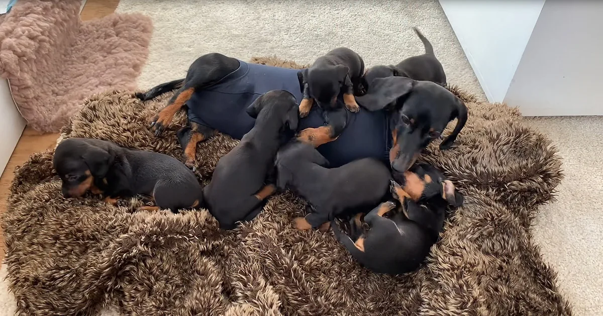 When Dachshund Mom 'Loulou' Gave Birth to 6 Pups, the Internet Quickly Fell in Love