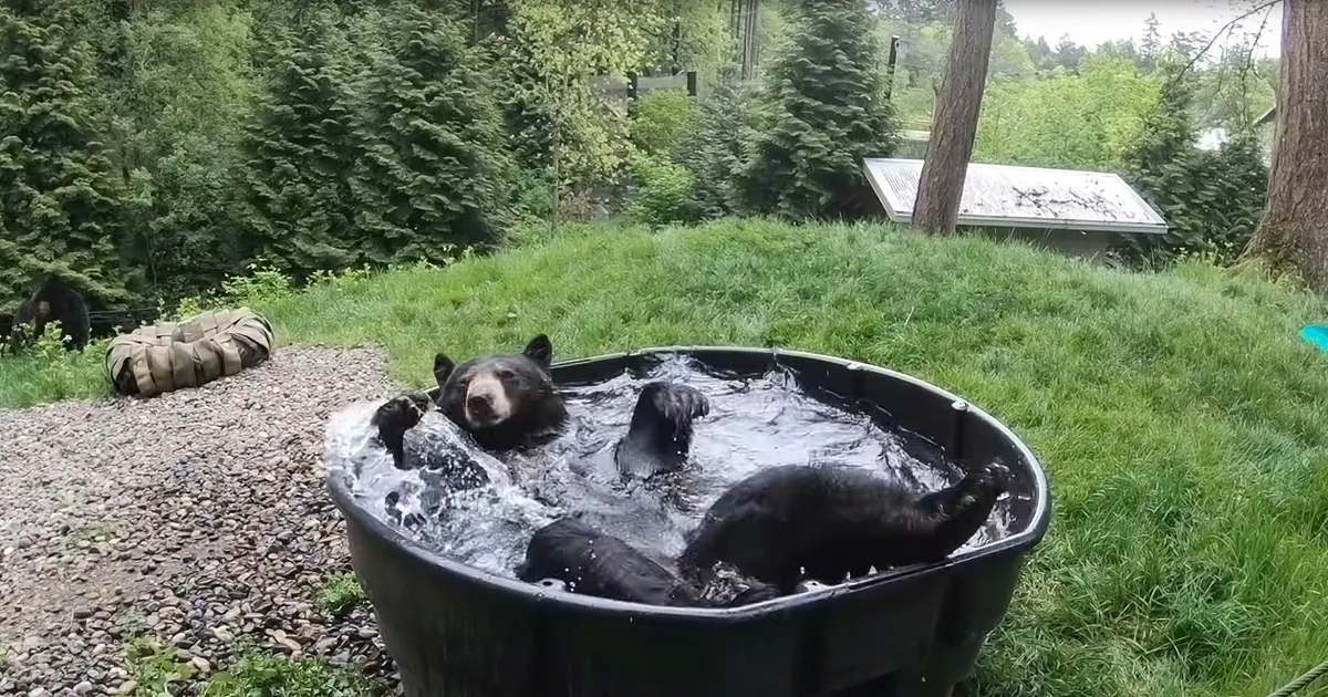 Bear's Pool Party of One Is One Big Summer Mood
