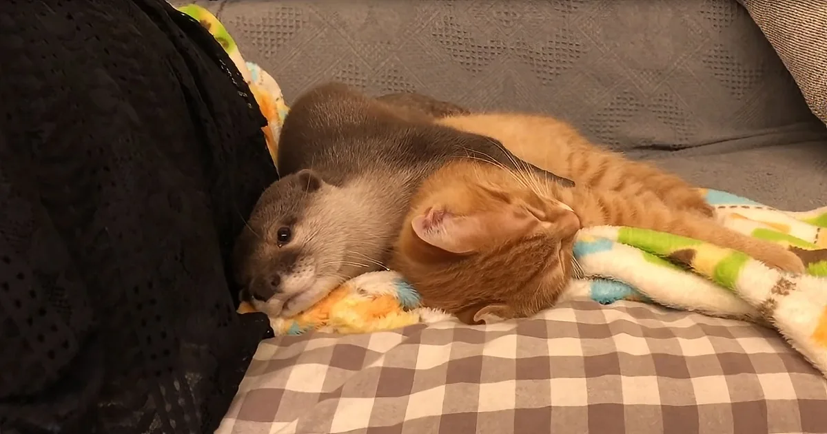 Otter and Bff Kitten Cuddle on the Couch for Daily Naps, and It's Otterly Adorable