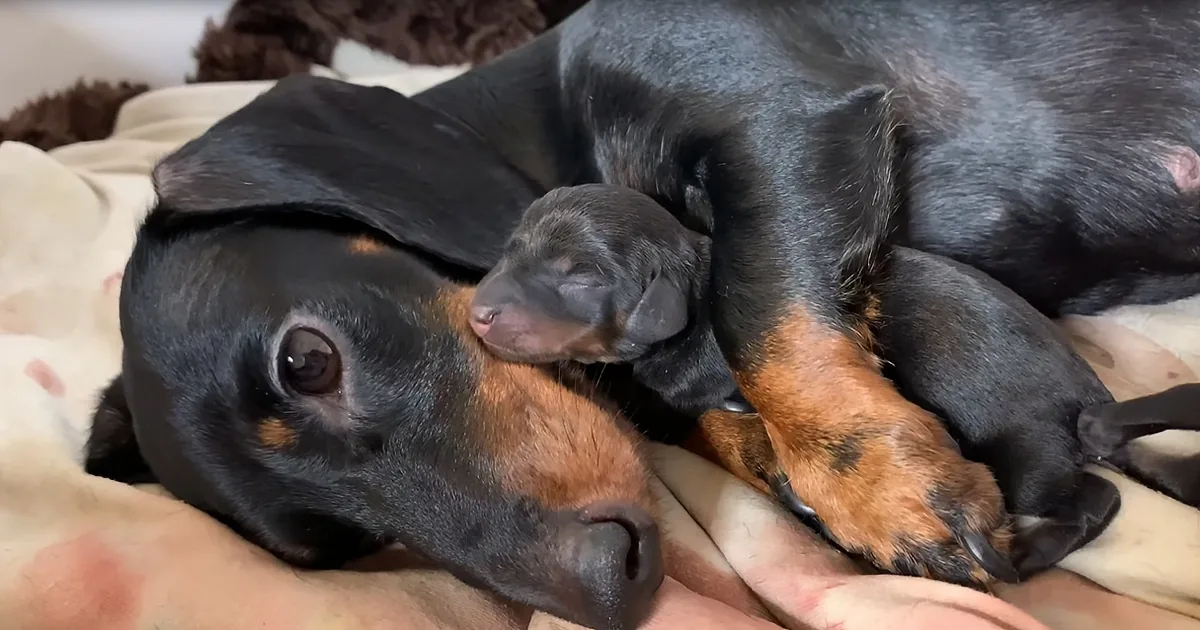 Mama Dachshund Gives Birth to 6 Adorable Puppies